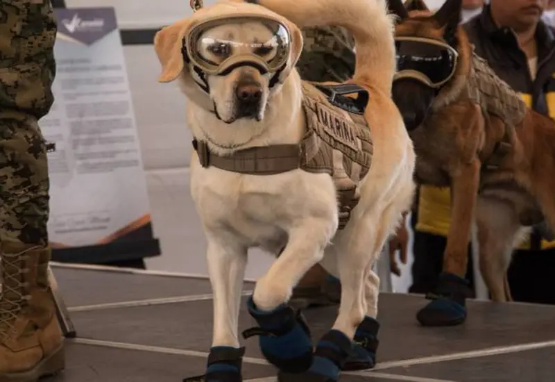 Frida, la perra labrador rescatista
