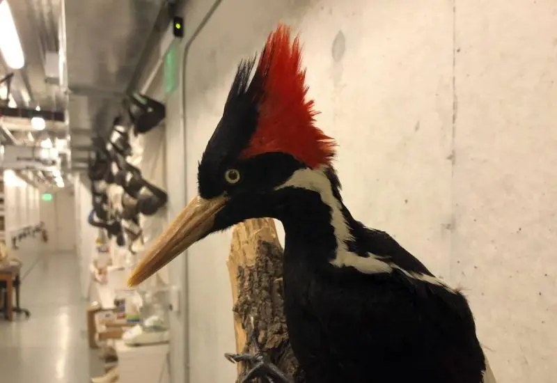 Pájaro carpintero de marfil