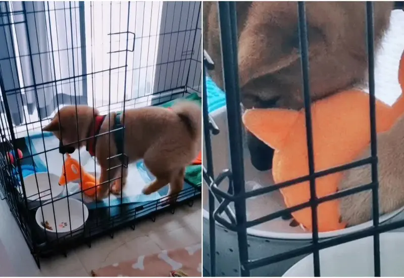 Perrito bebiendo agua con su juguete
