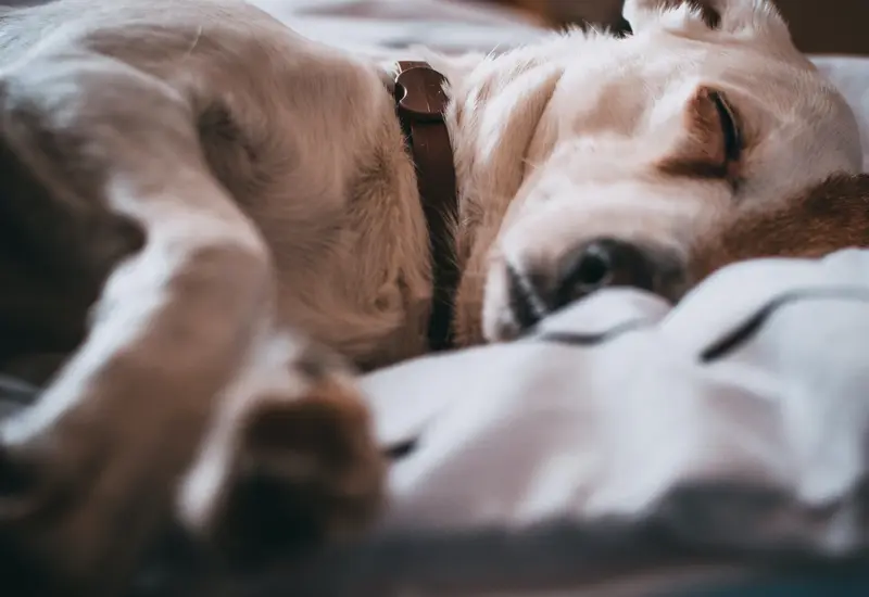 Perro acostado en una cama
