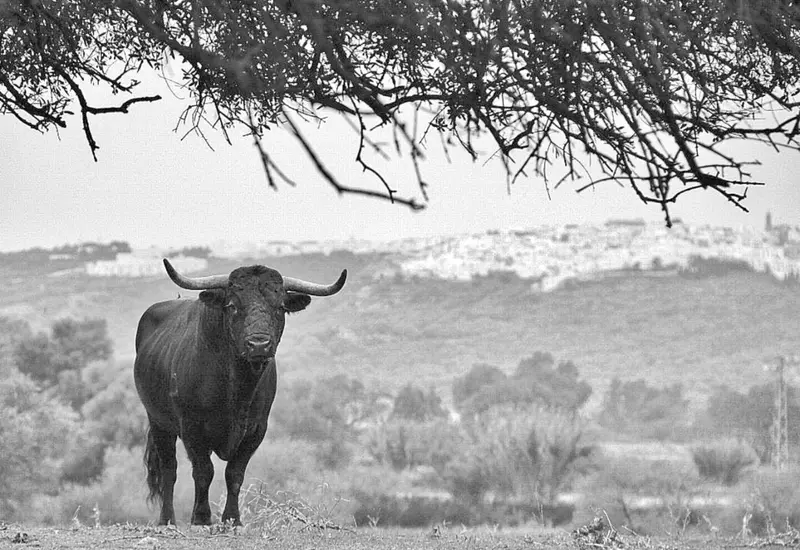 Toro en el campo