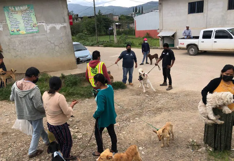 mascotas durante jornada de vacunación