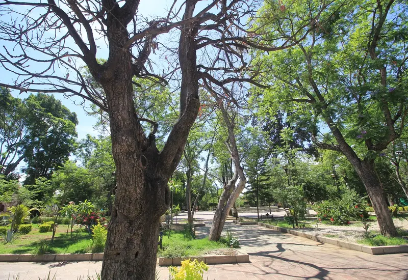 arboles-en-oaxaca