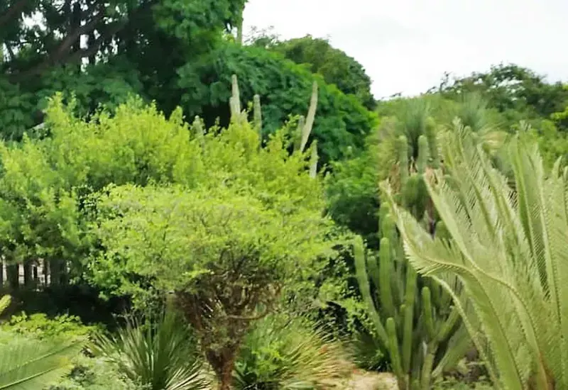 area-verde