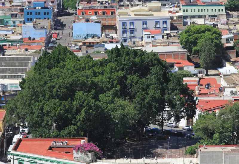 arbol-en-la-capital-de-oaxaca