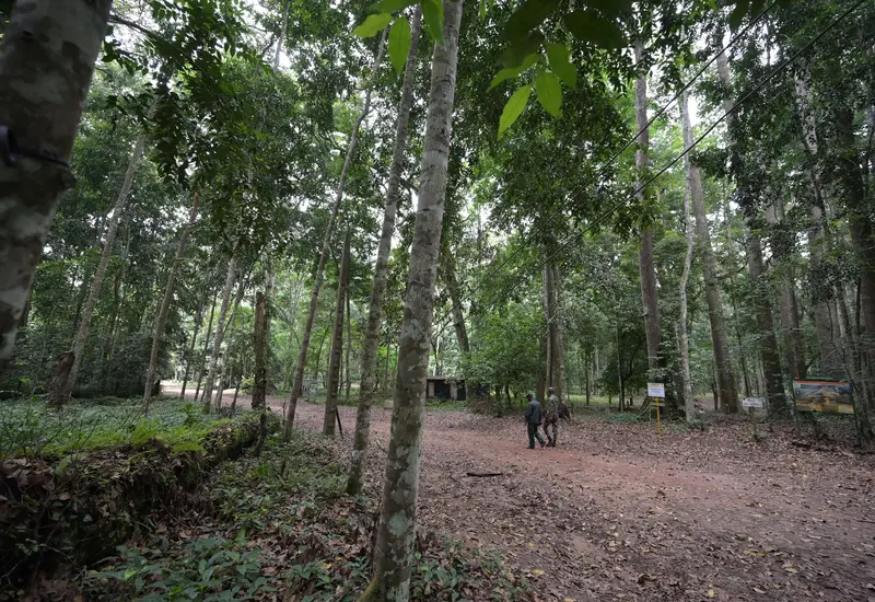 bosque
