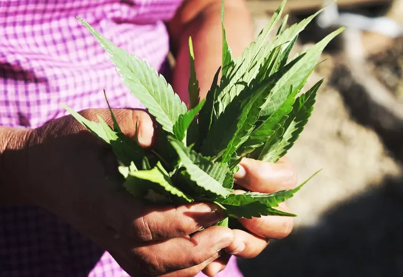 manos-con-cannabis