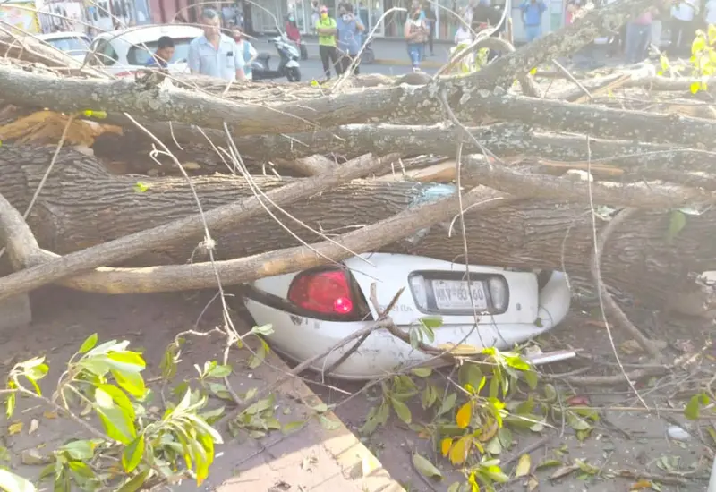 vehiculo-aplastado-por-arbol 