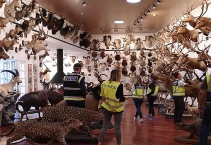 Animales disecados