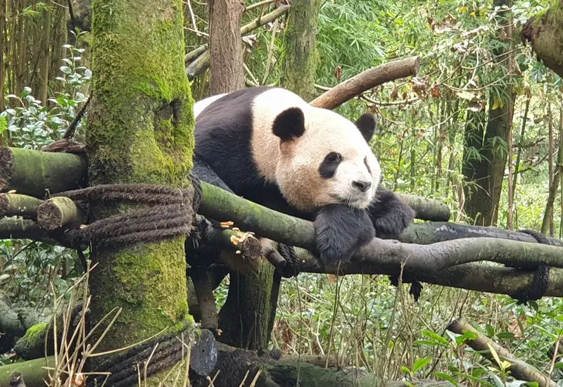 panda-acostado