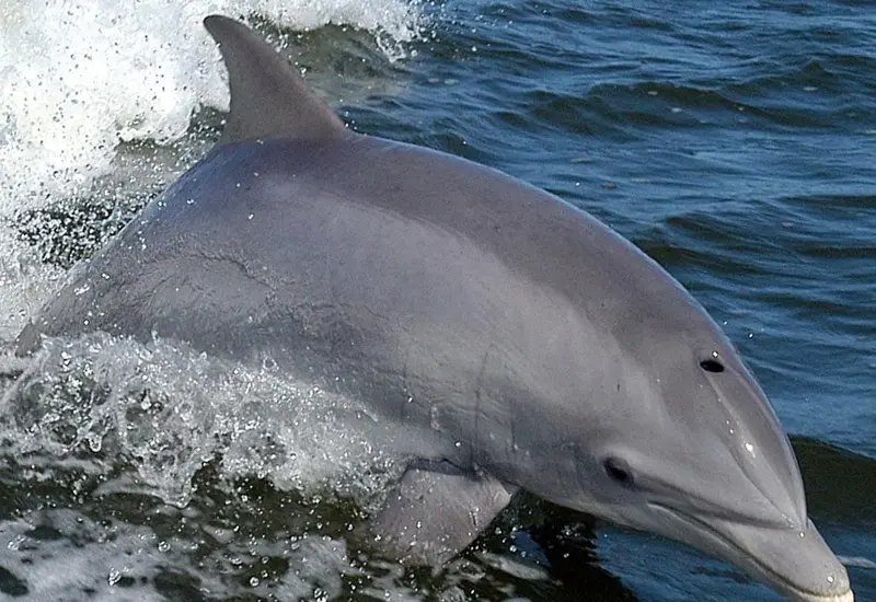 imagen_delfin_para_portada