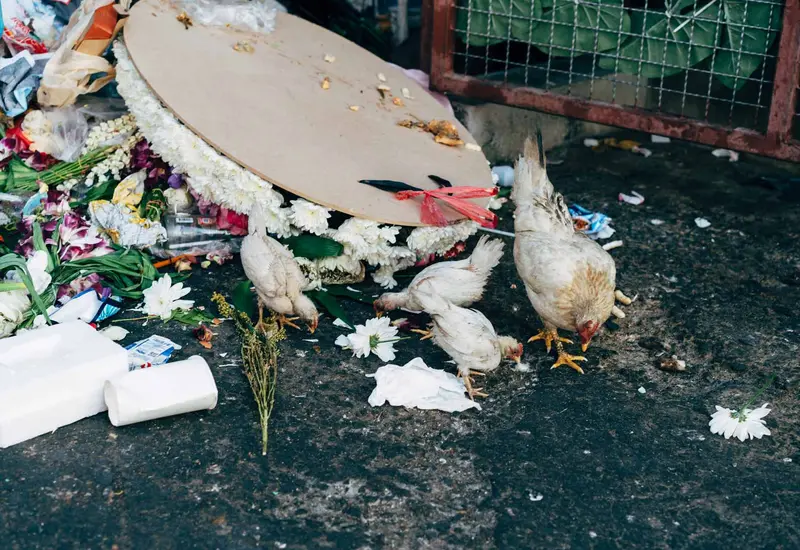 gallinas-y-basura 