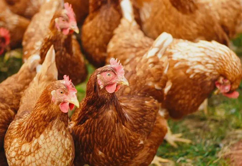 gallinas 