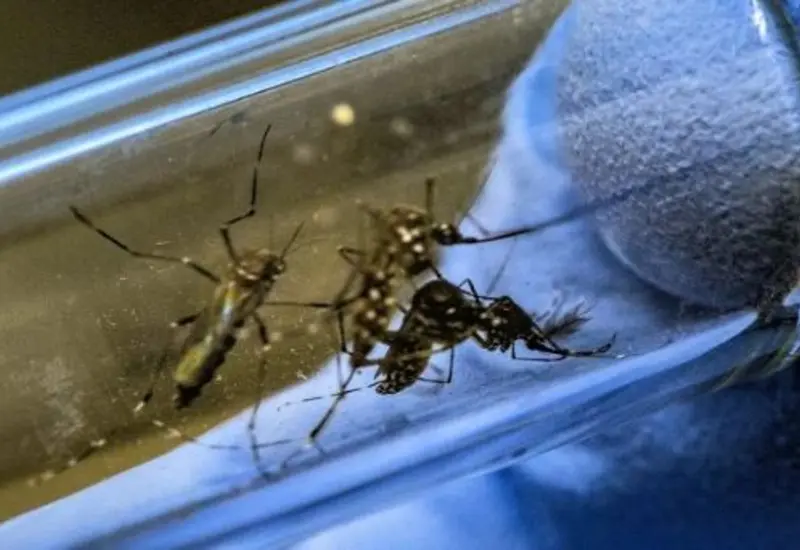 mosquitos 