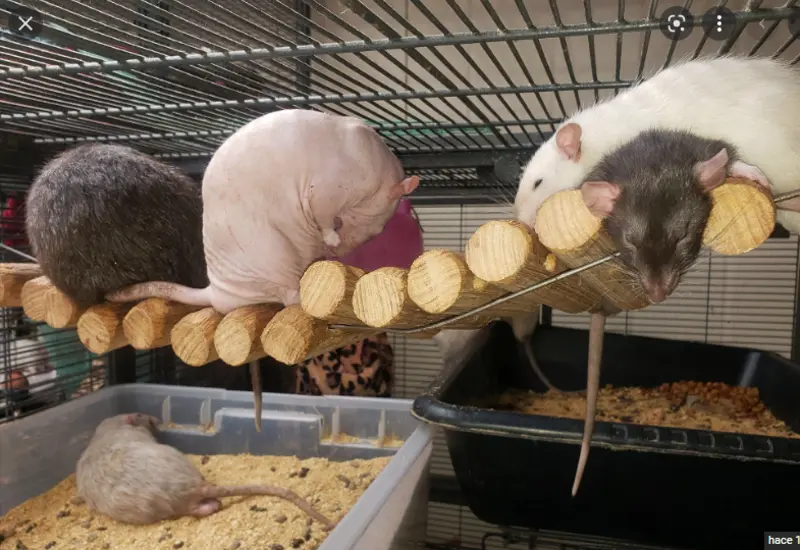 Ratas como mascotas