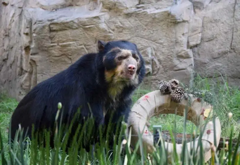oso-antifaz-zoologico-chapultepec 