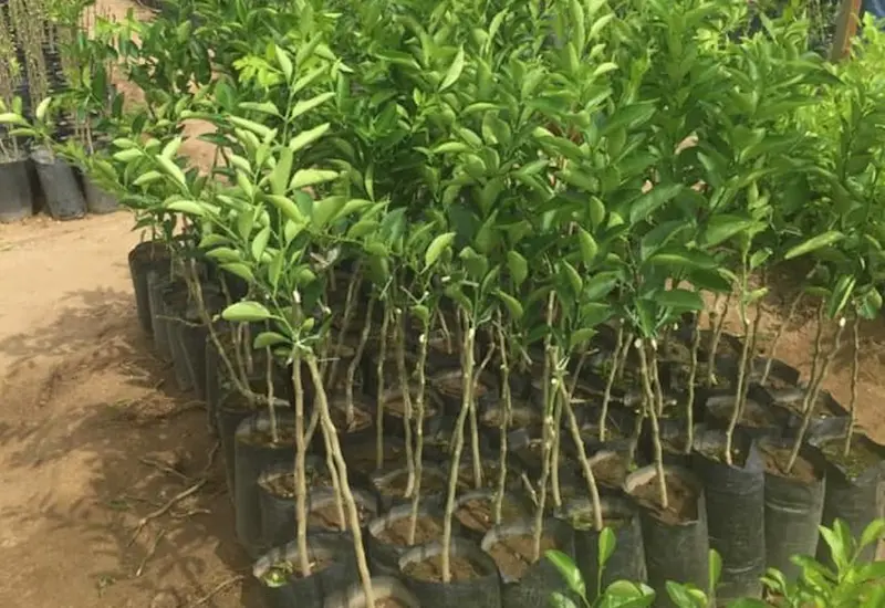 plantas 