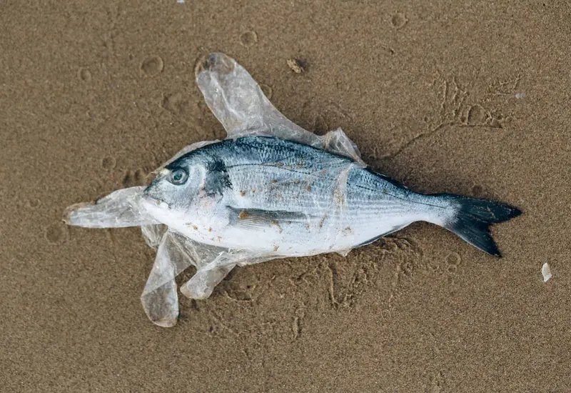 peces-plastico 