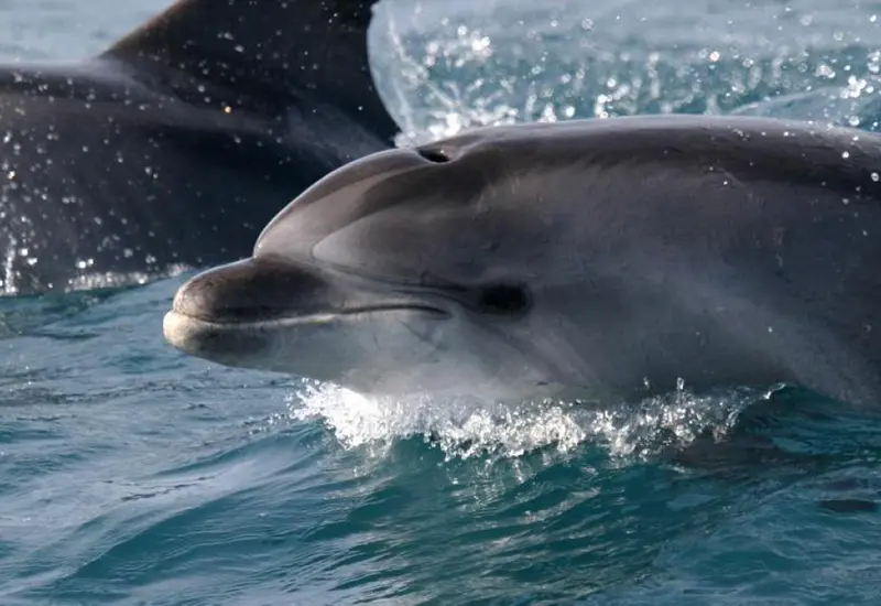 Delfines