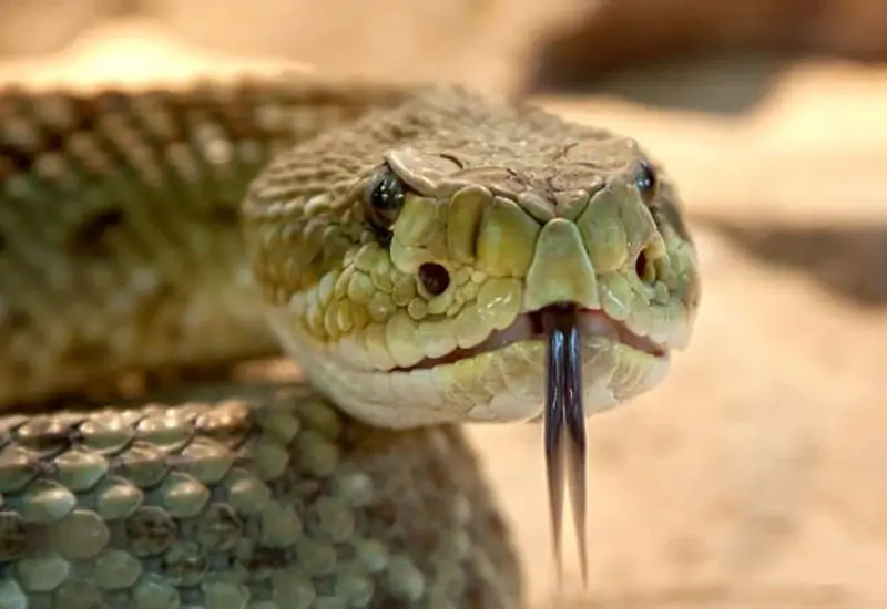serpiente