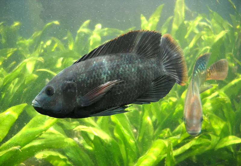 tilapia-semana-santa 