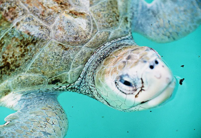 tortuga_marina