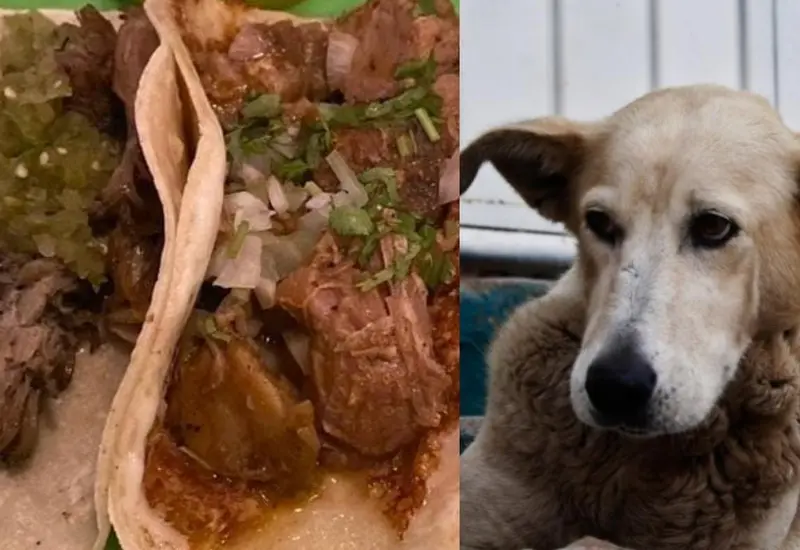 Tacos de perro