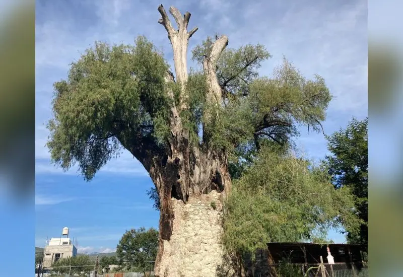 ahuehuete_oaxaca