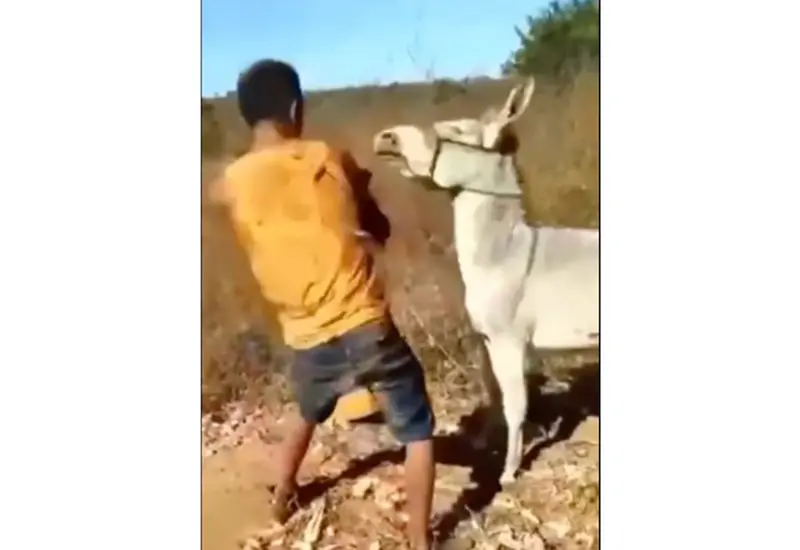 Maltrato animal