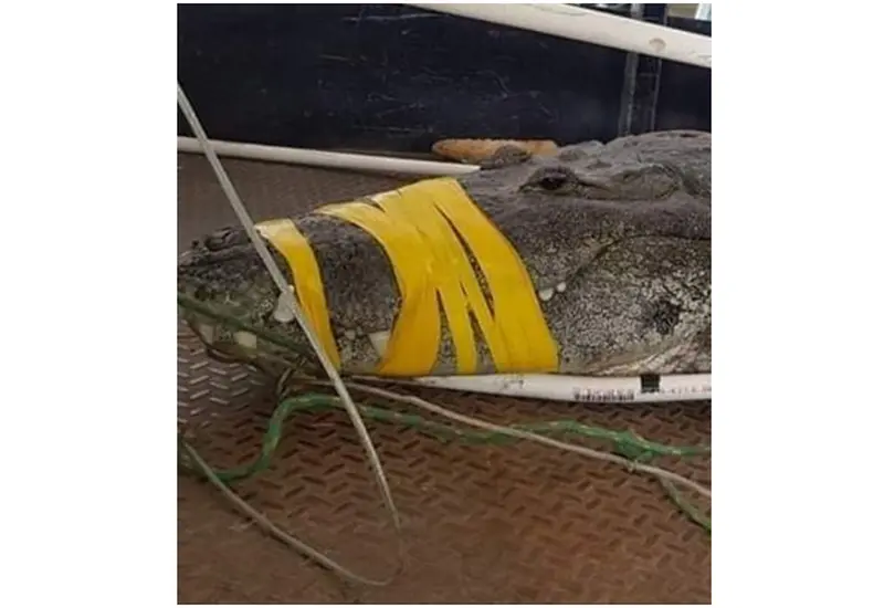 Ataque animal