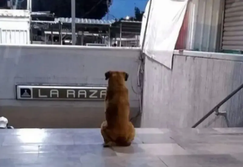 perro_espera_a_su_dueña