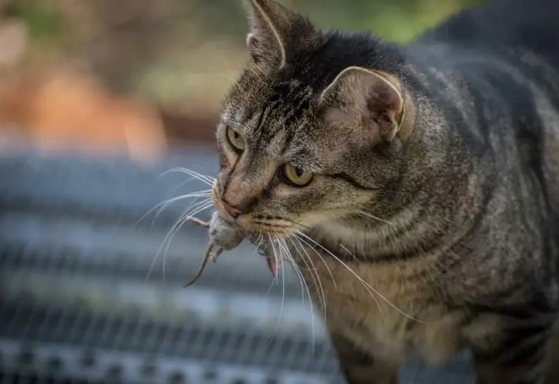gato-con-raton-en-la-boca