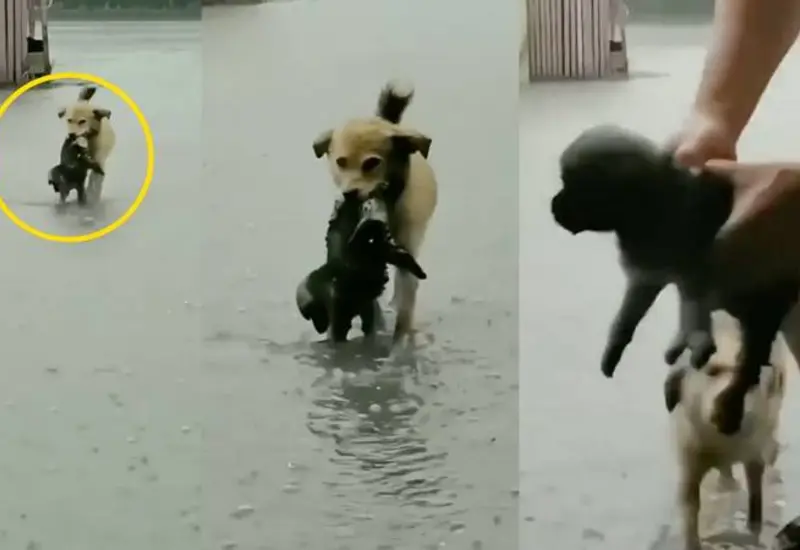 Héroe canino