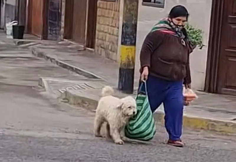 perrito 