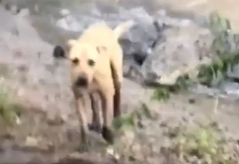 perrito-en-rio-cocodrilo