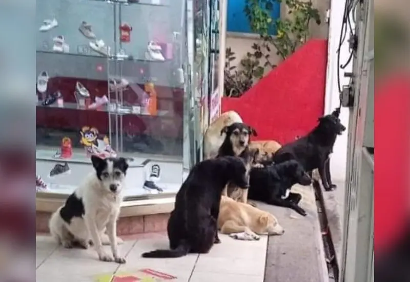 perritos-calle 