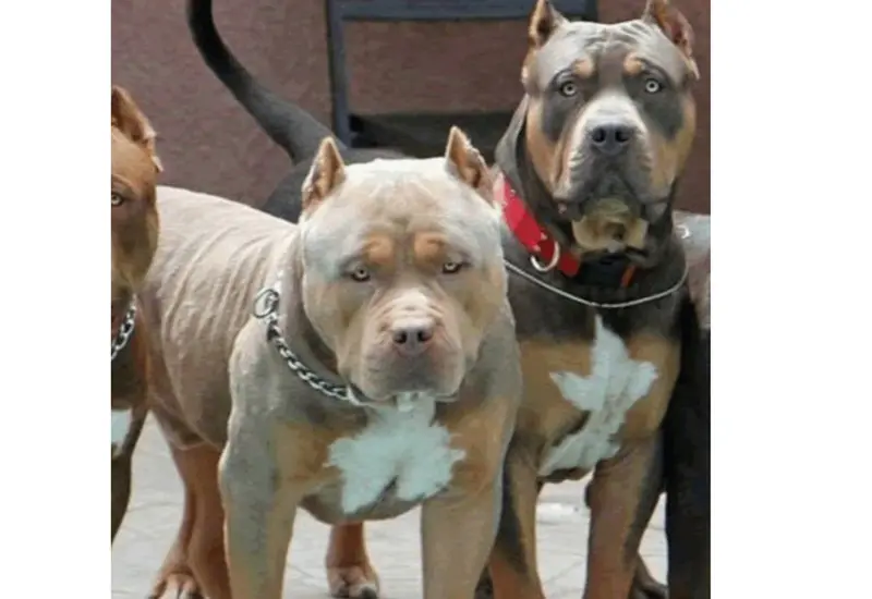 Pitbulls