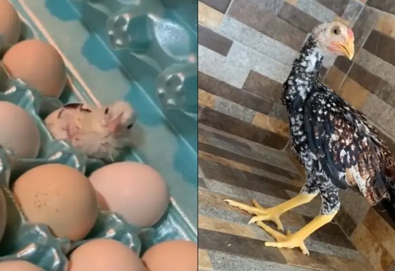 cono-huevo-pollito 