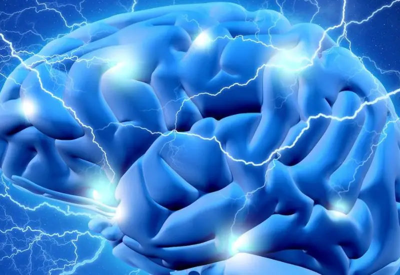 cerebro_humano
