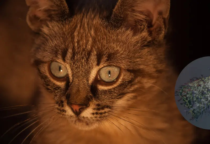gato-rabia