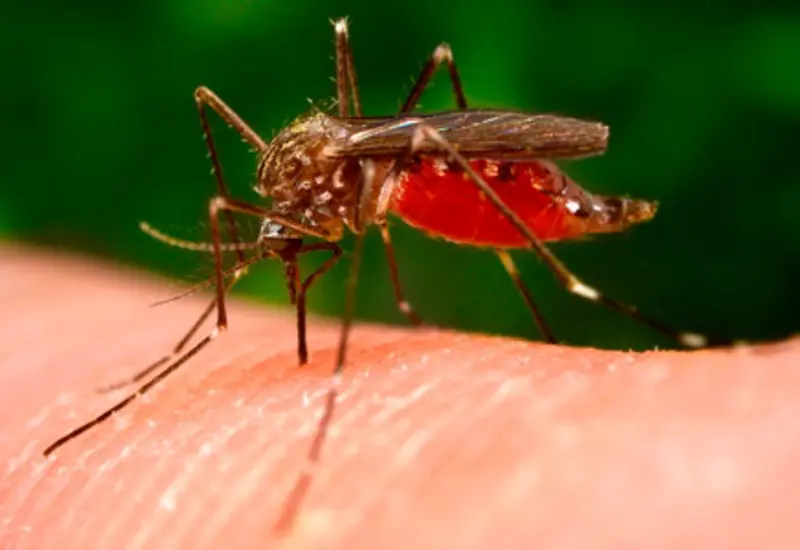 mosquito