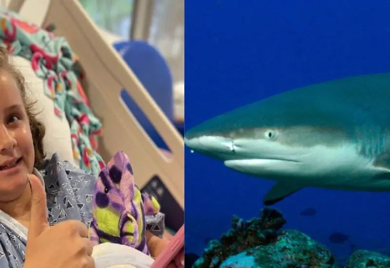 nina_tiburon