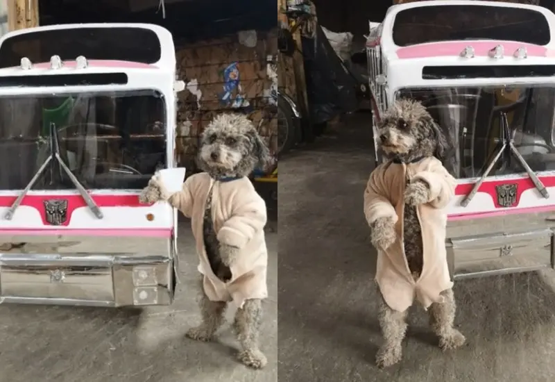 El vehículo es mucho más pequeño que un autobús normal, pero tiene el mismo aspecto.