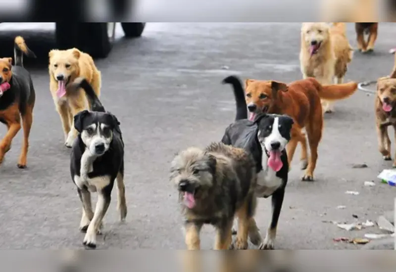 perros1