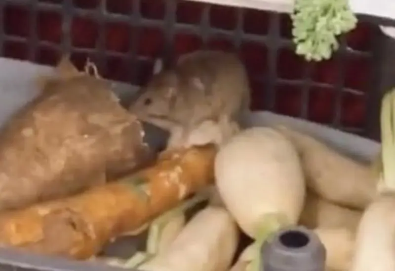rata_comiendo_frutas