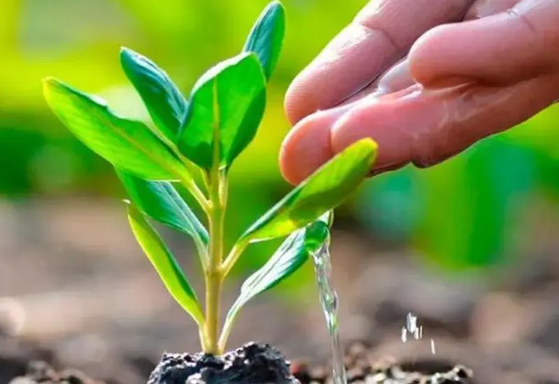 reforestacion