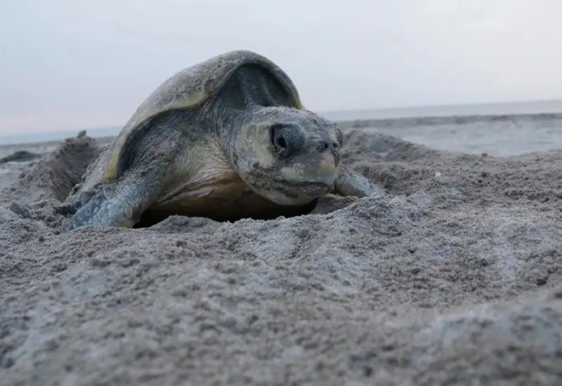 tortuga 