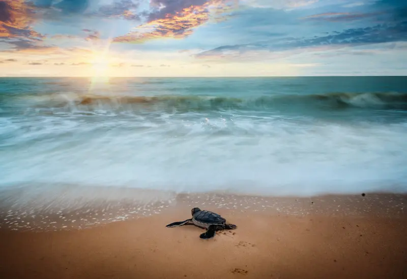 tortugas 