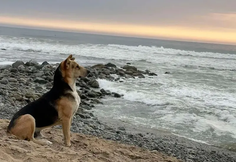 vaguito_perro