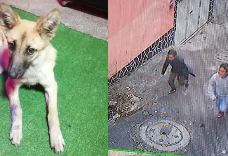 waffle_perrita_apuñalada